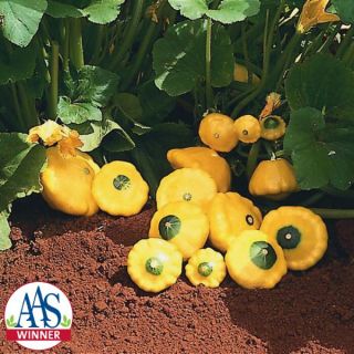 Sunburst Summer Squash Thumbnail